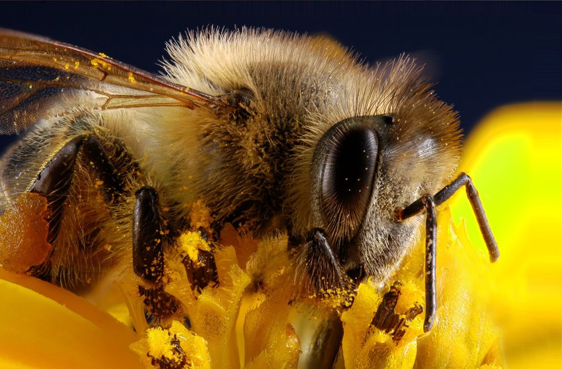 Skład pszczelej pierzgi