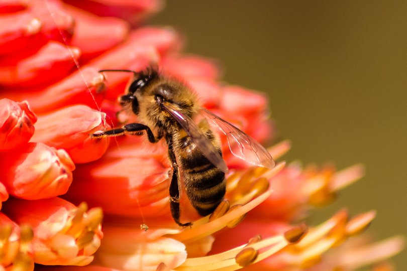 Wpływ pyłku kwiatowego na zdrowie